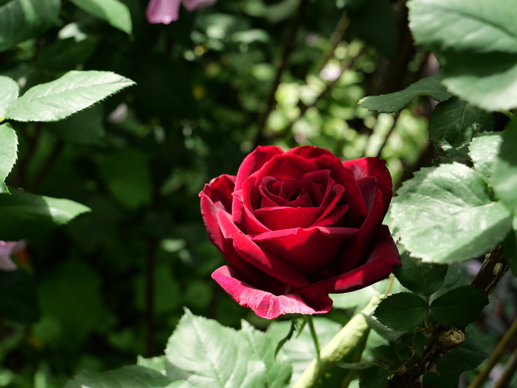2025-05-08 09_05№(0230).JPG