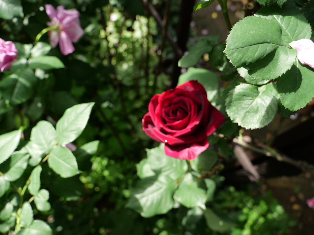 2025-05-08 09_05№(0231).JPG