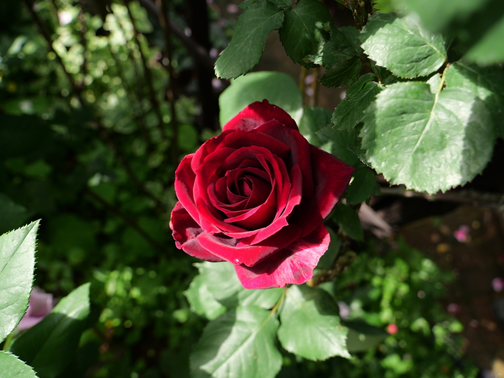 2025-05-08 09_05№(0232).JPG