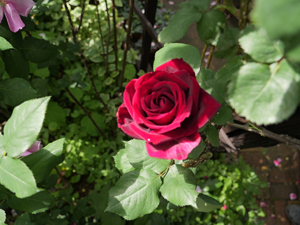 2025-05-08 09_05№(0233).JPG