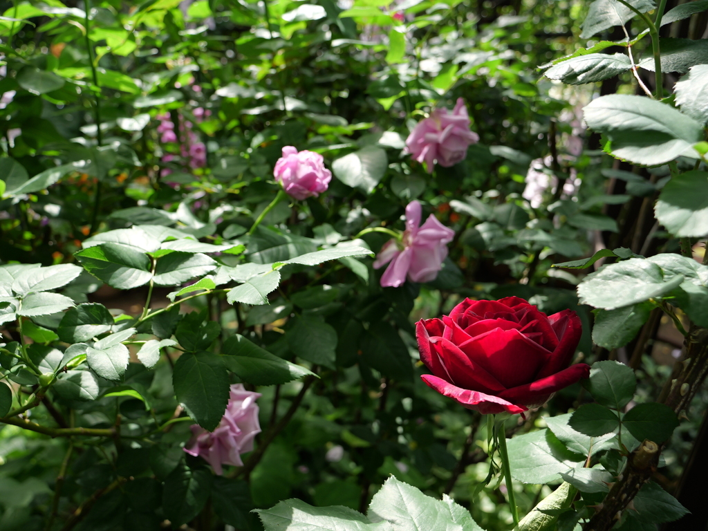 2025-05-08 09_05№(0237).JPG