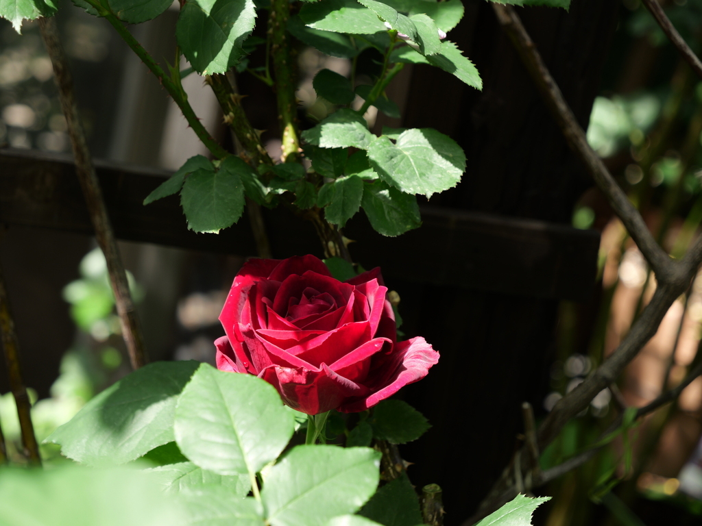2025-05-08 09_05№(0253).JPG