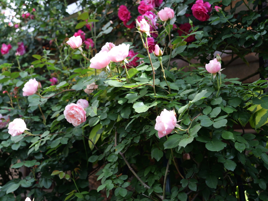 2025-05-08 09_08№(0341).JPG