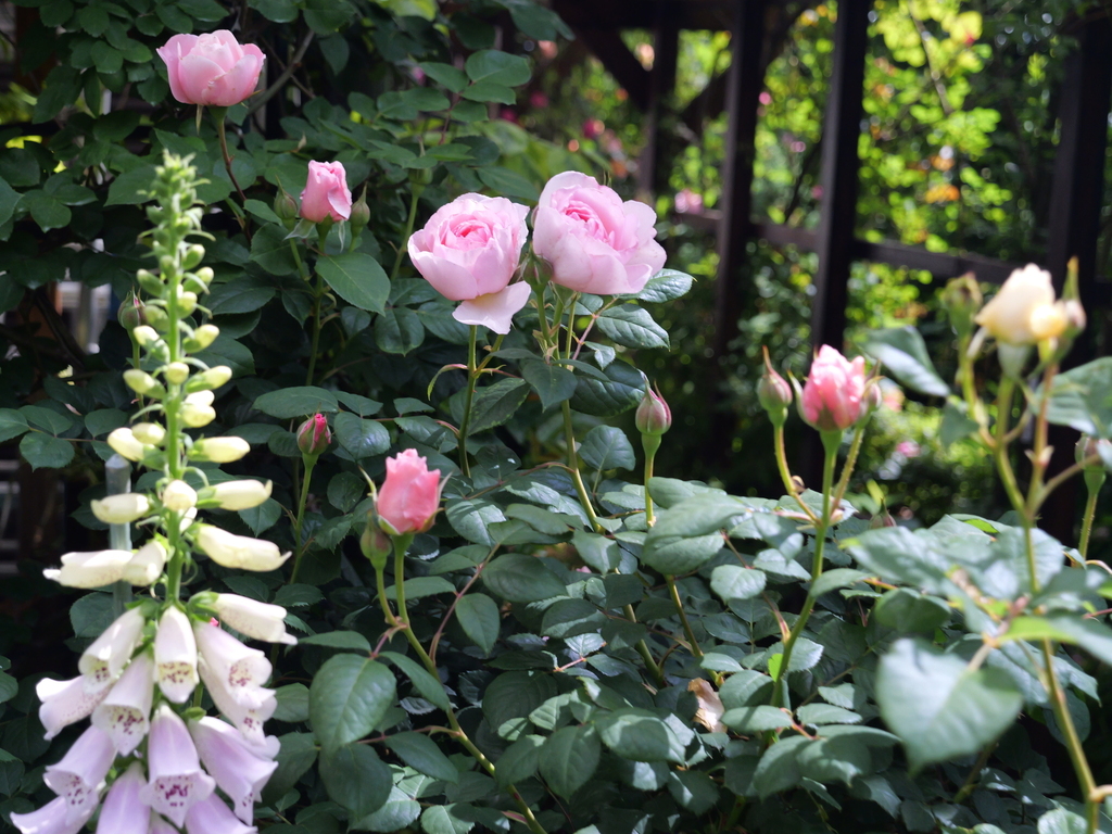 2025-05-08 09_08№(0342).JPG