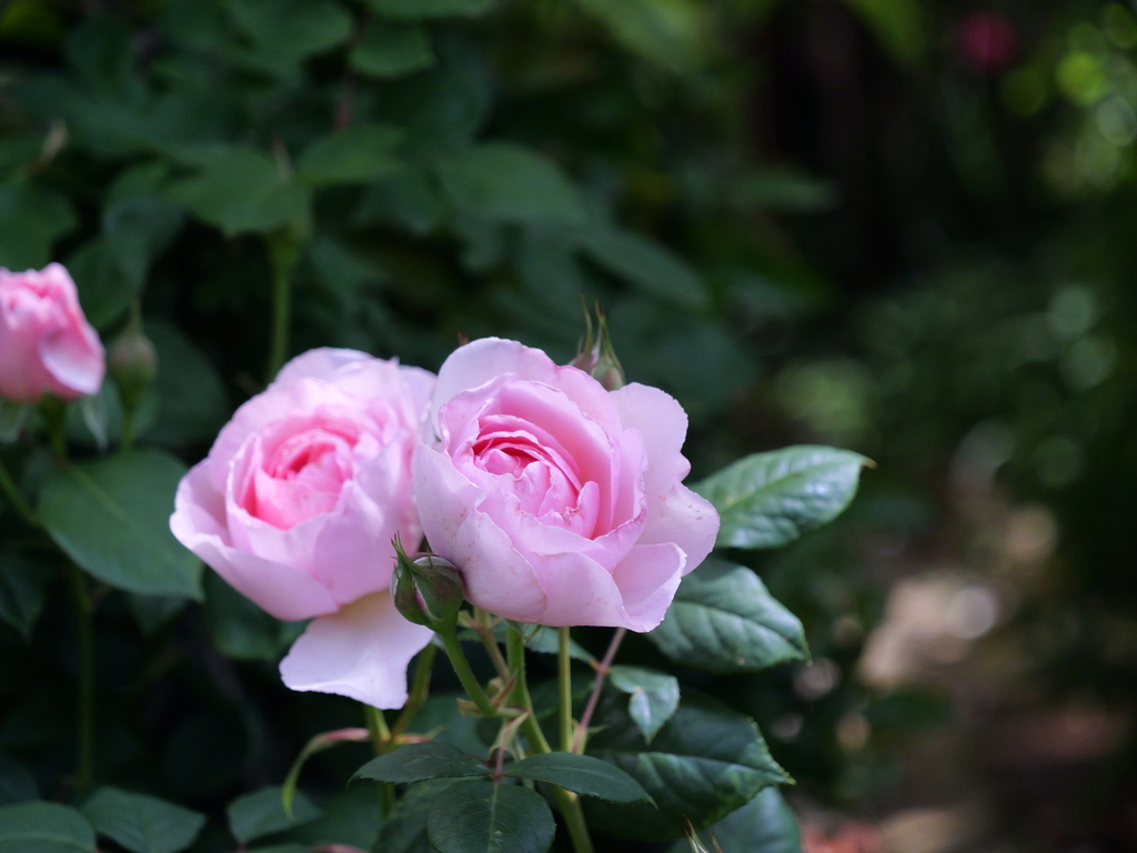 2025-05-08 09_08№(0345).JPG
