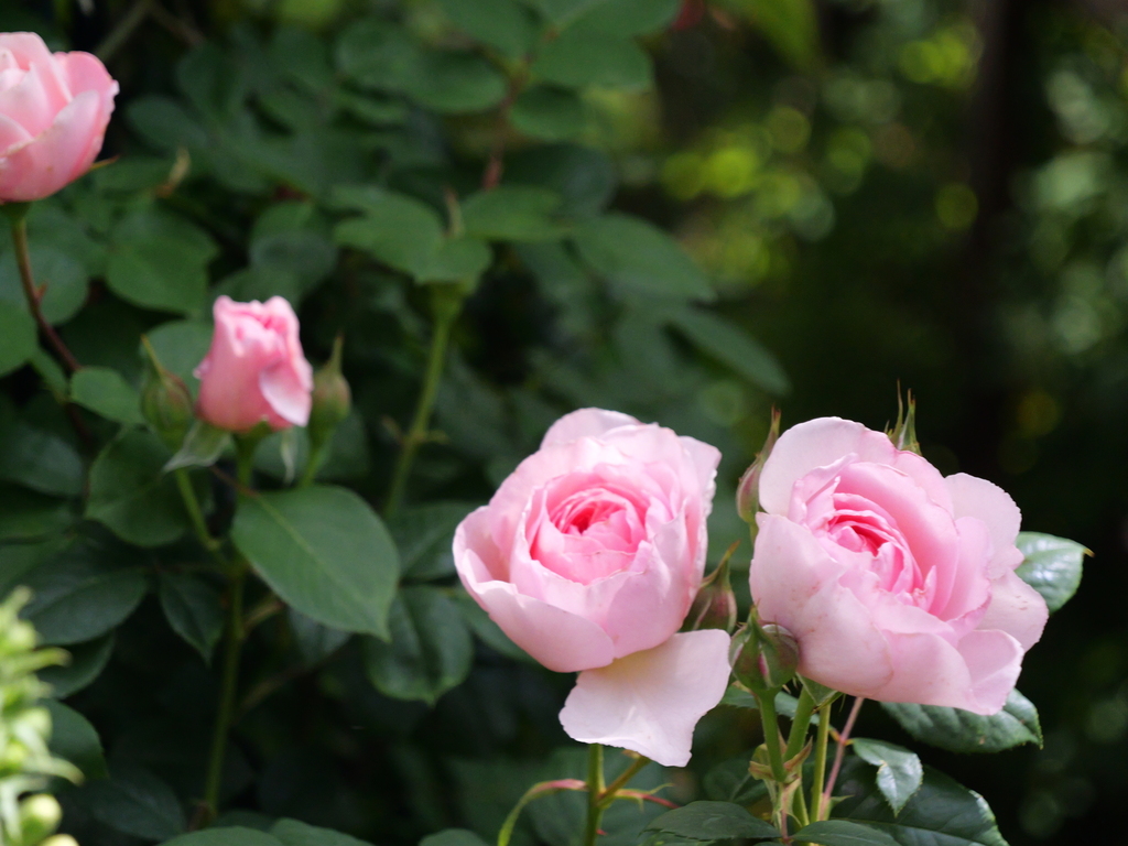 2025-05-08 09_08№(0346).JPG