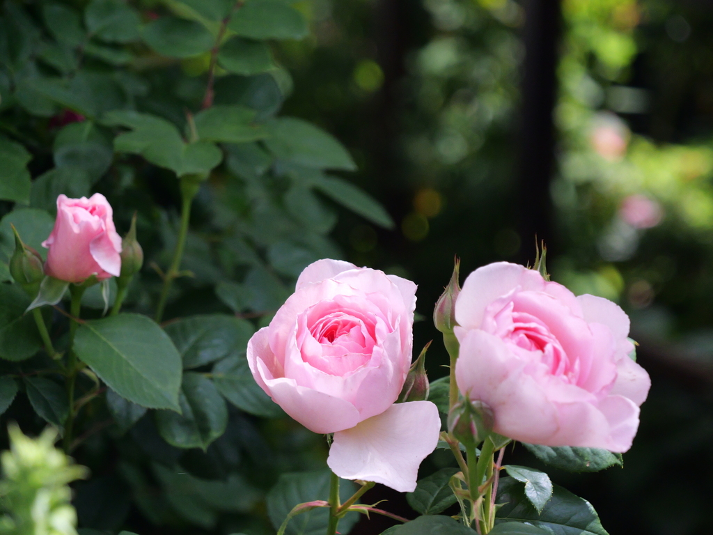 2025-05-08 09_08№(0347).JPG
