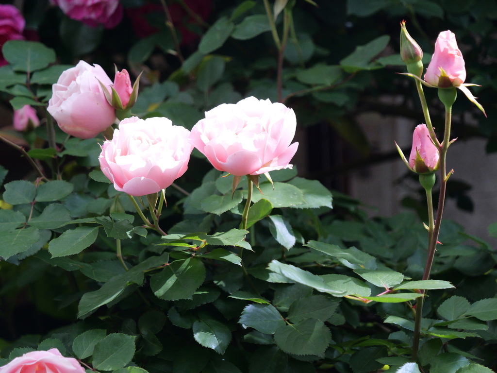 2025-05-08 09_08№(0352).JPG