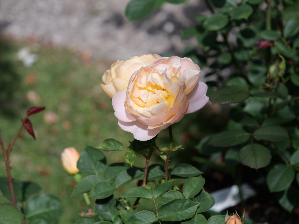 2025-05-08 09_09№(0371).JPG