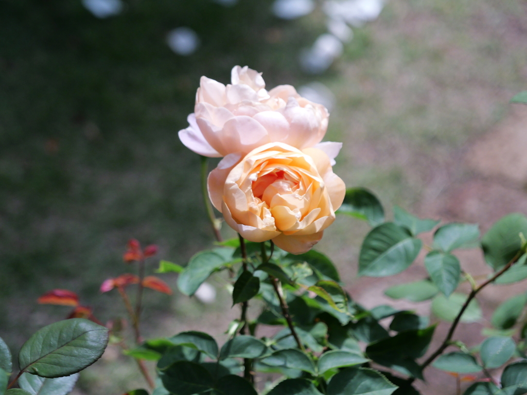 2025-05-08 09_09№(0373).JPG