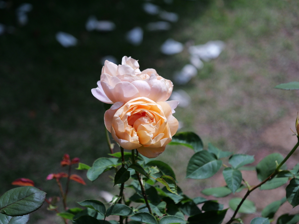 2025-05-08 09_09№(0375).JPG