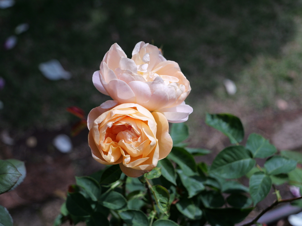 2025-05-08 09_09№(0377).JPG