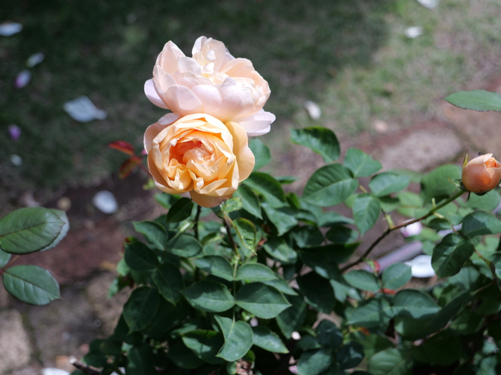 2025-05-08 09_09№(0379).JPG
