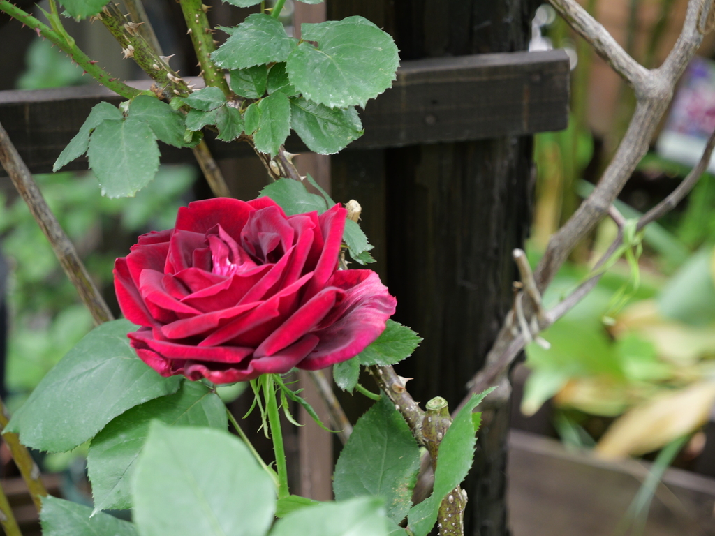 2025-05-08 11_59№(0677).JPG