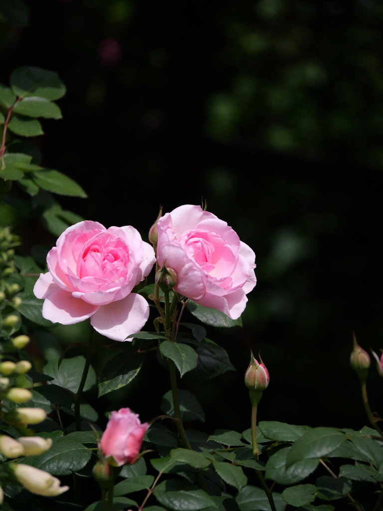 2025-05-08 13_25№(1013).JPG