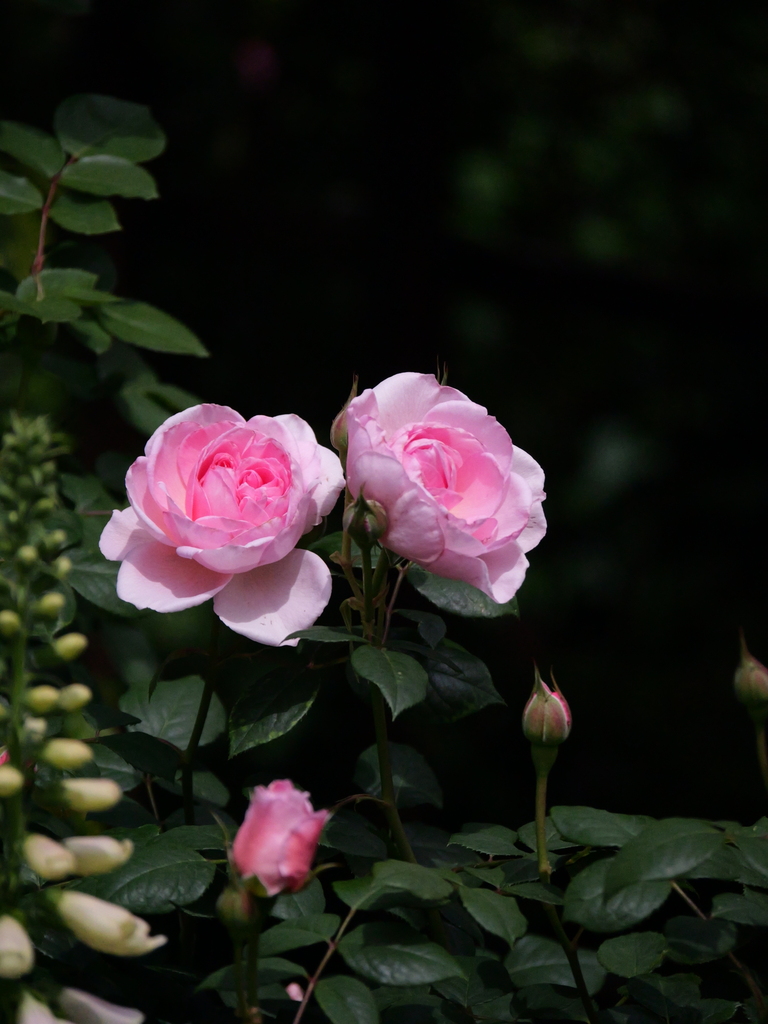 2025-05-08 13_25№(1014).JPG