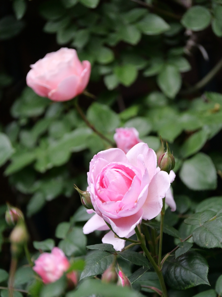 2025-05-08 13_26№(1026).JPG