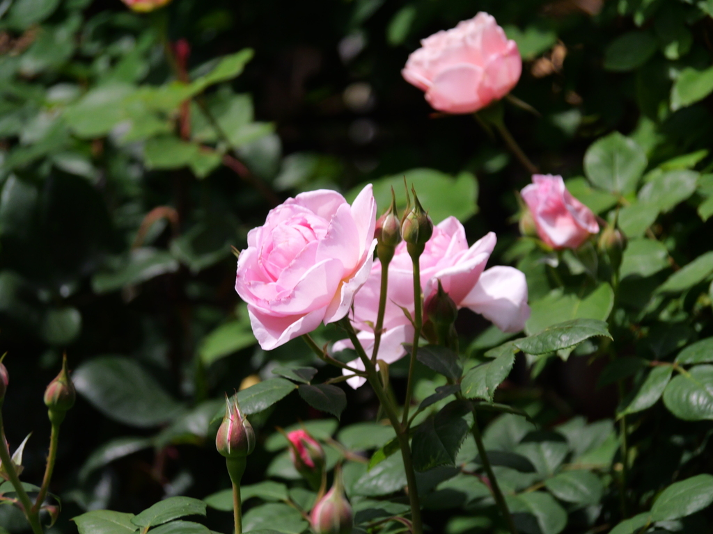 2025-05-08 13_27№(1053).JPG