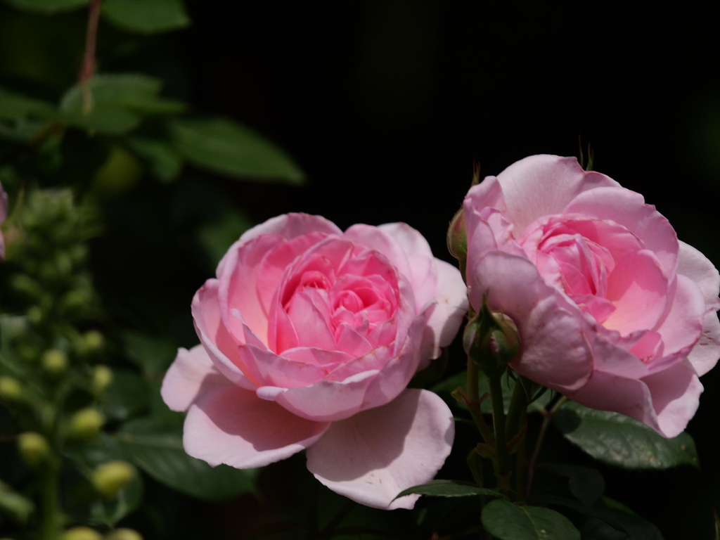 2025-05-08 13_28№(1056).JPG