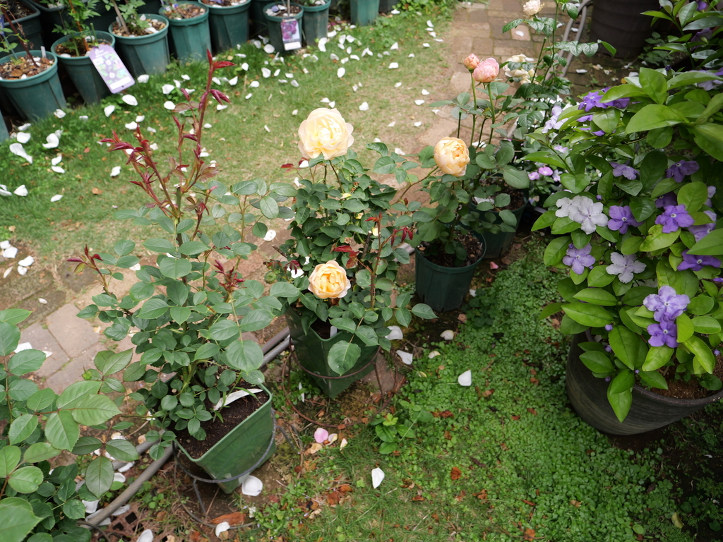 2025-05-09 12_09№(1141).JPG