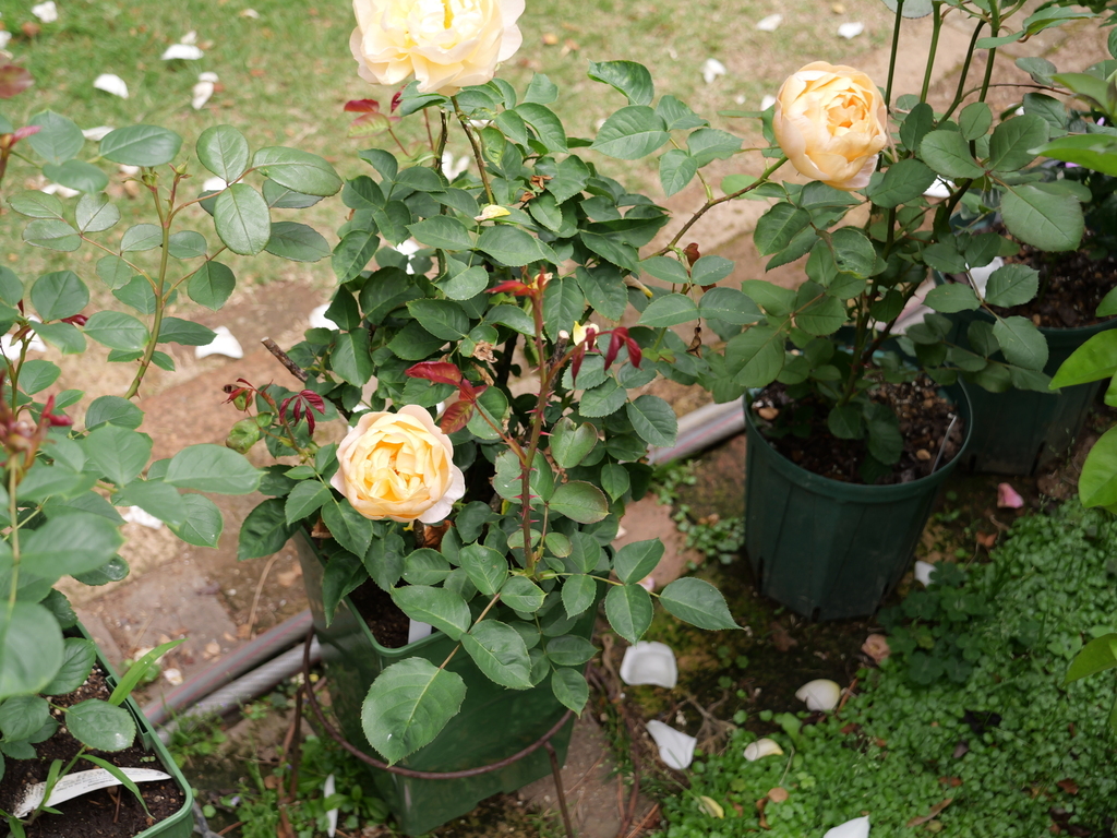 2025-05-09 12_09№(1142).JPG