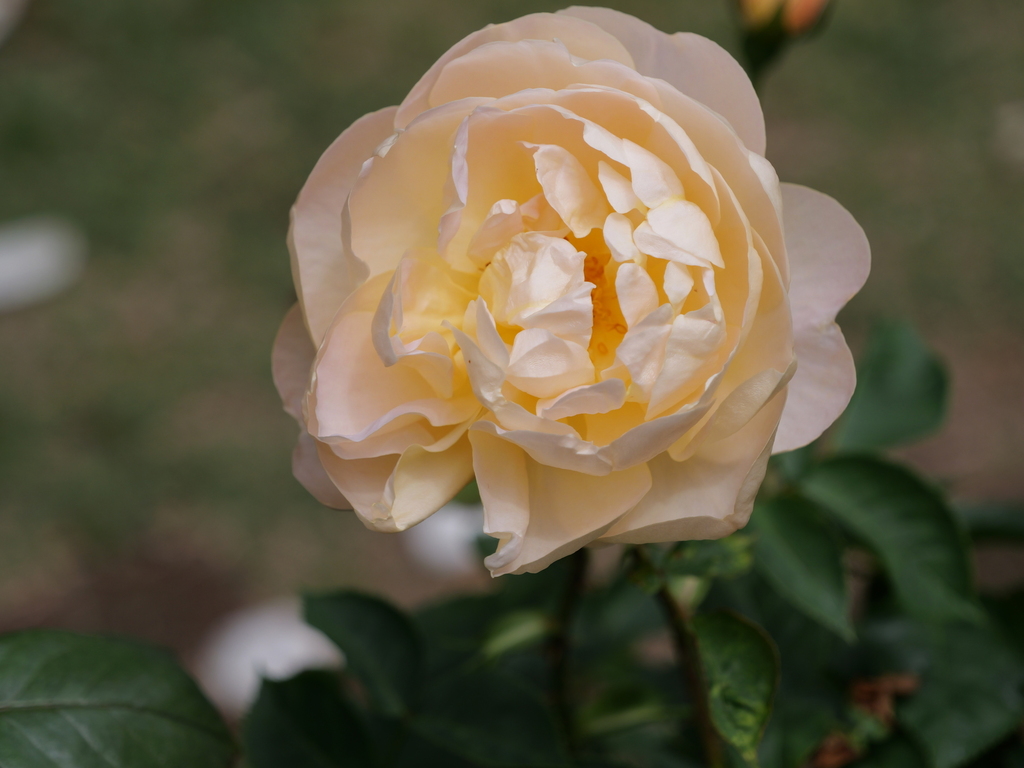 2025-05-09 12_09№(1143).JPG