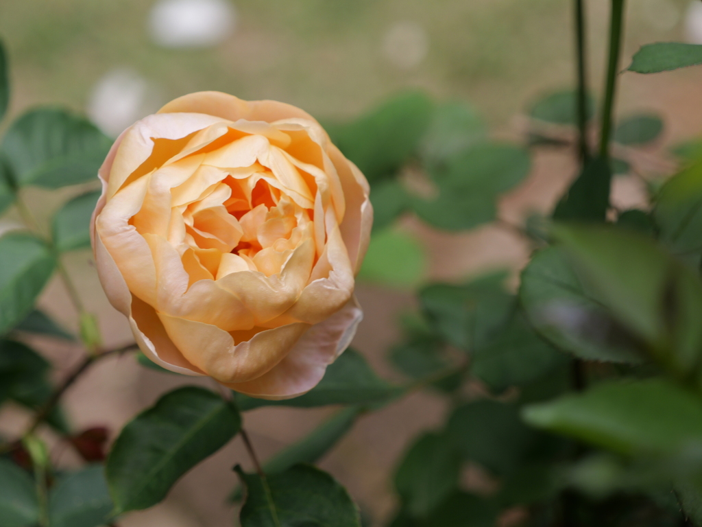 2025-05-09 12_09№(1145).JPG