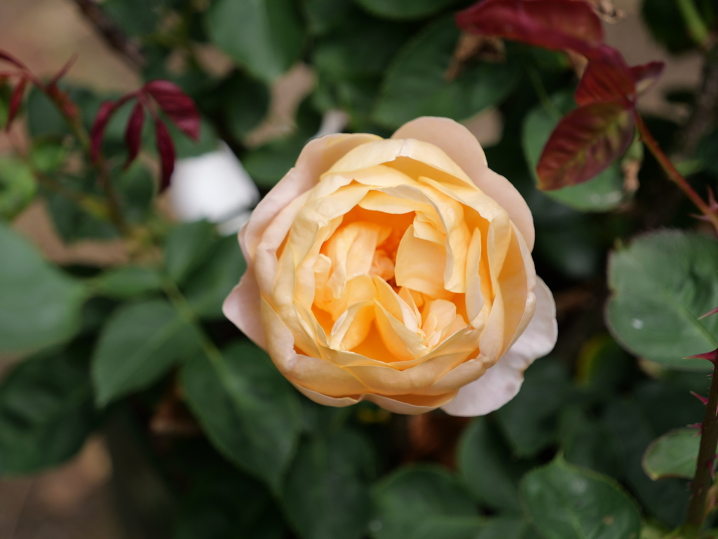 2025-05-09 12_09№(1147).JPG