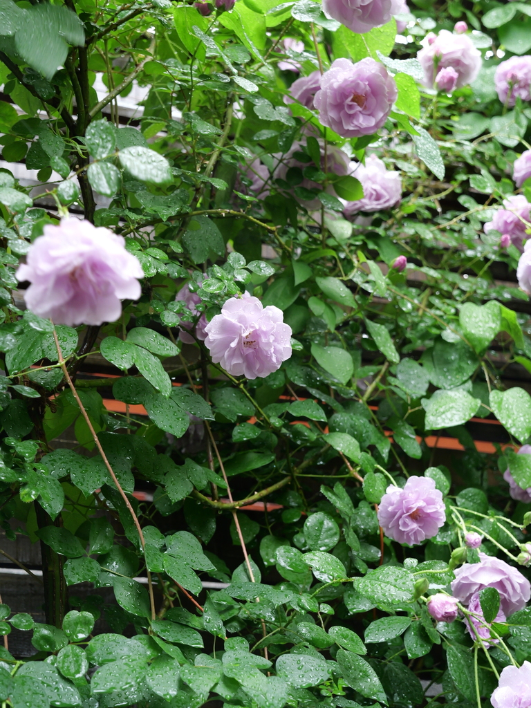 2025-05-10 08_59№(0185).JPG