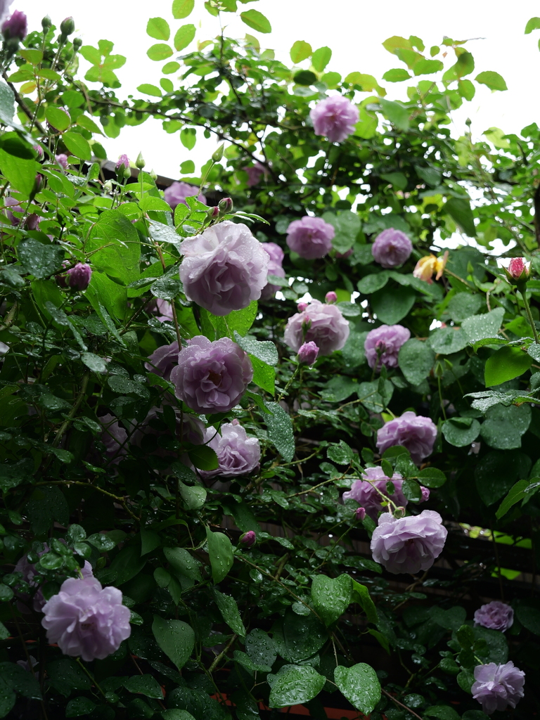 2025-05-10 08_59№(0186).JPG