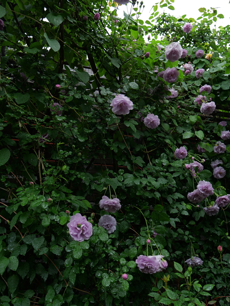 2025-05-10 08_59№(0187).JPG