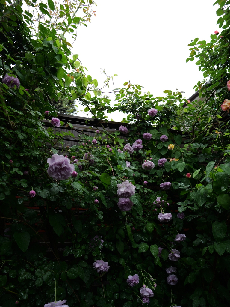 2025-05-10 08_59№(0188).JPG