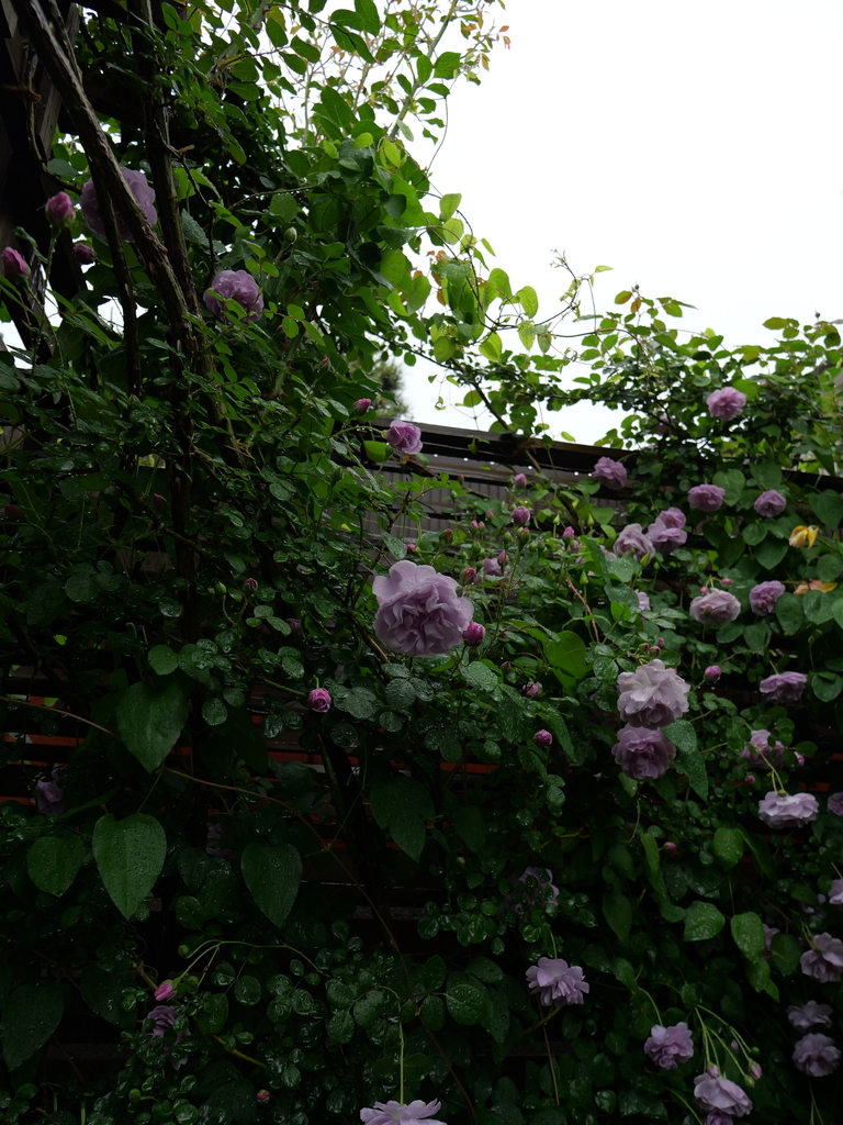 2025-05-10 08_59№(0189).JPG