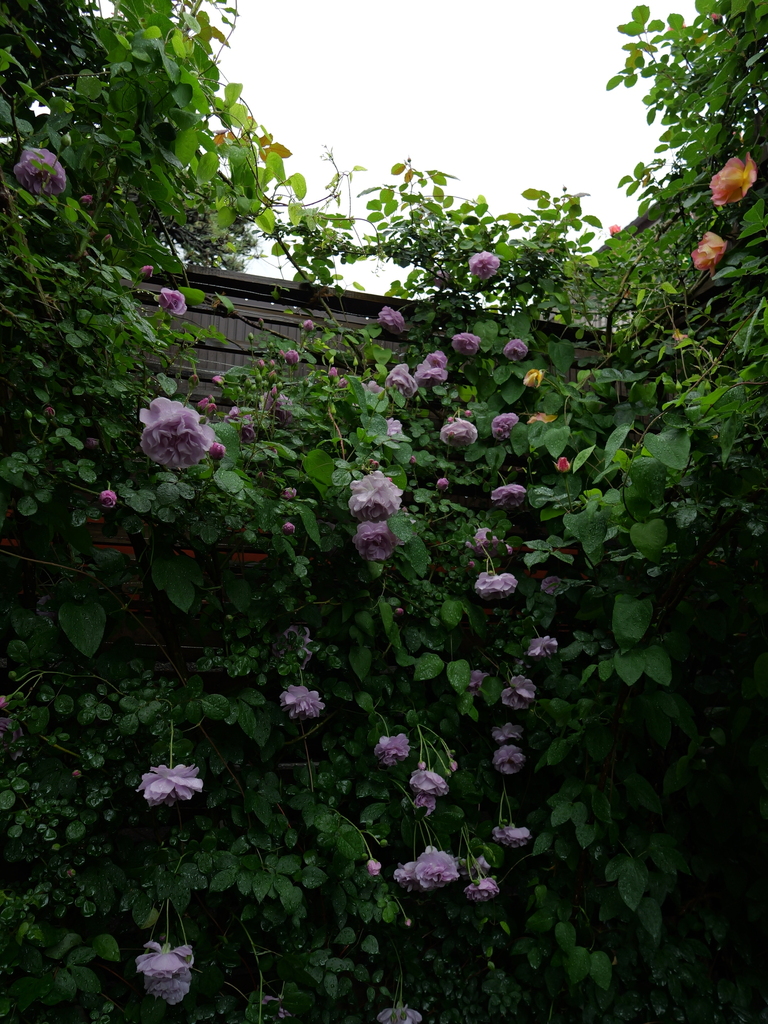 2025-05-10 08_59№(0190).JPG
