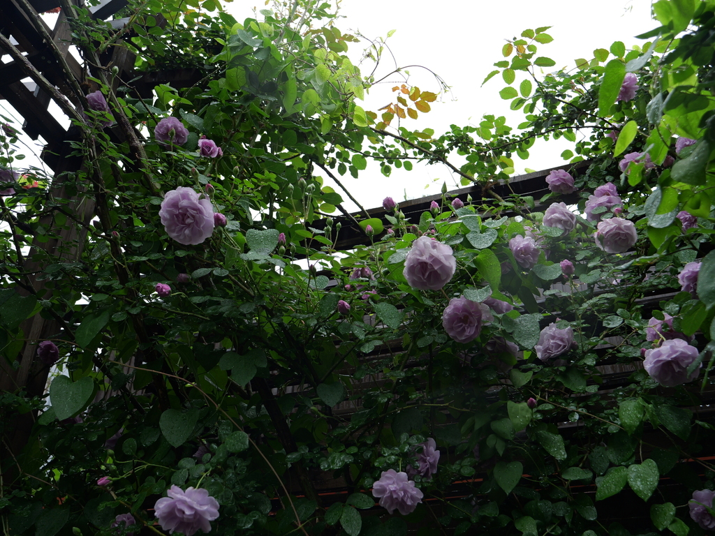 2025-05-10 09_00№(0219).JPG