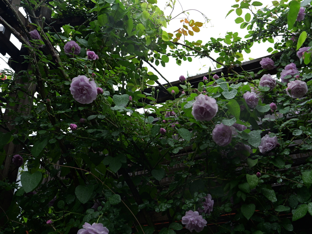 2025-05-10 09_00№(0221).JPG