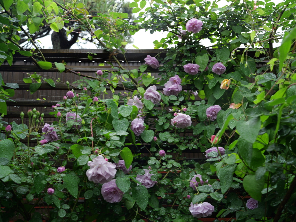 2025-05-10 09_00№(0223).JPG