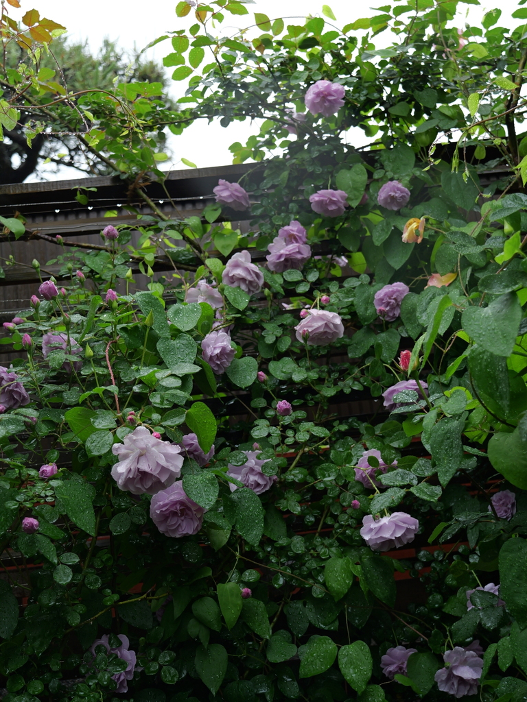 2025-05-10 09_00№(0224).JPG