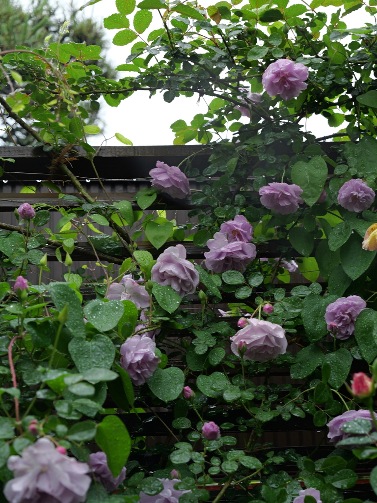 2025-05-10 09_00№(0225).JPG