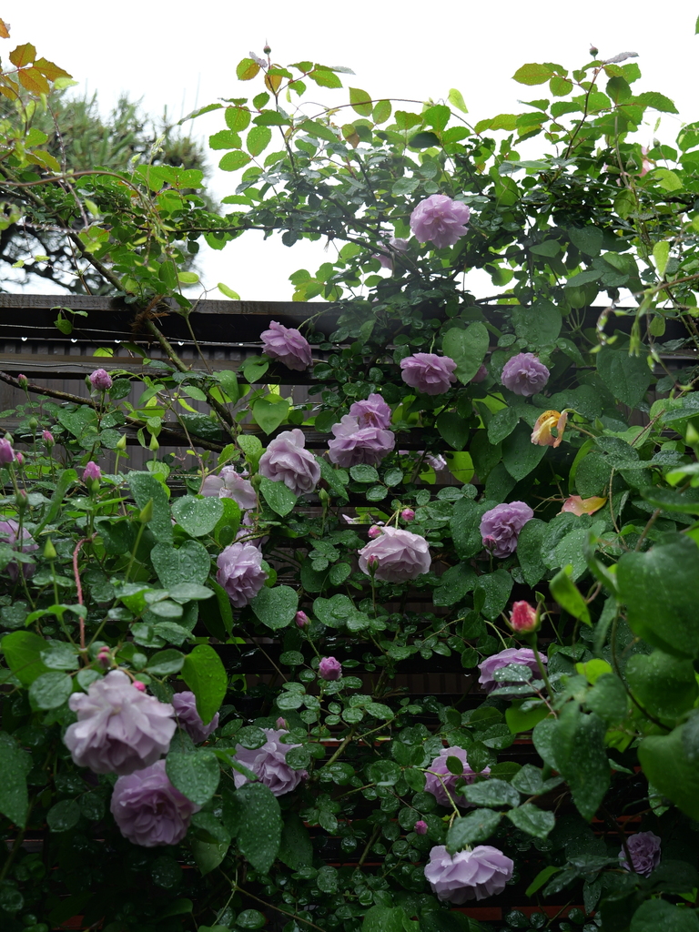 2025-05-10 09_00№(0226).JPG