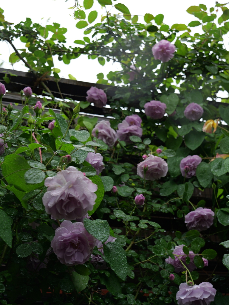 2025-05-10 09_00№(0227).JPG
