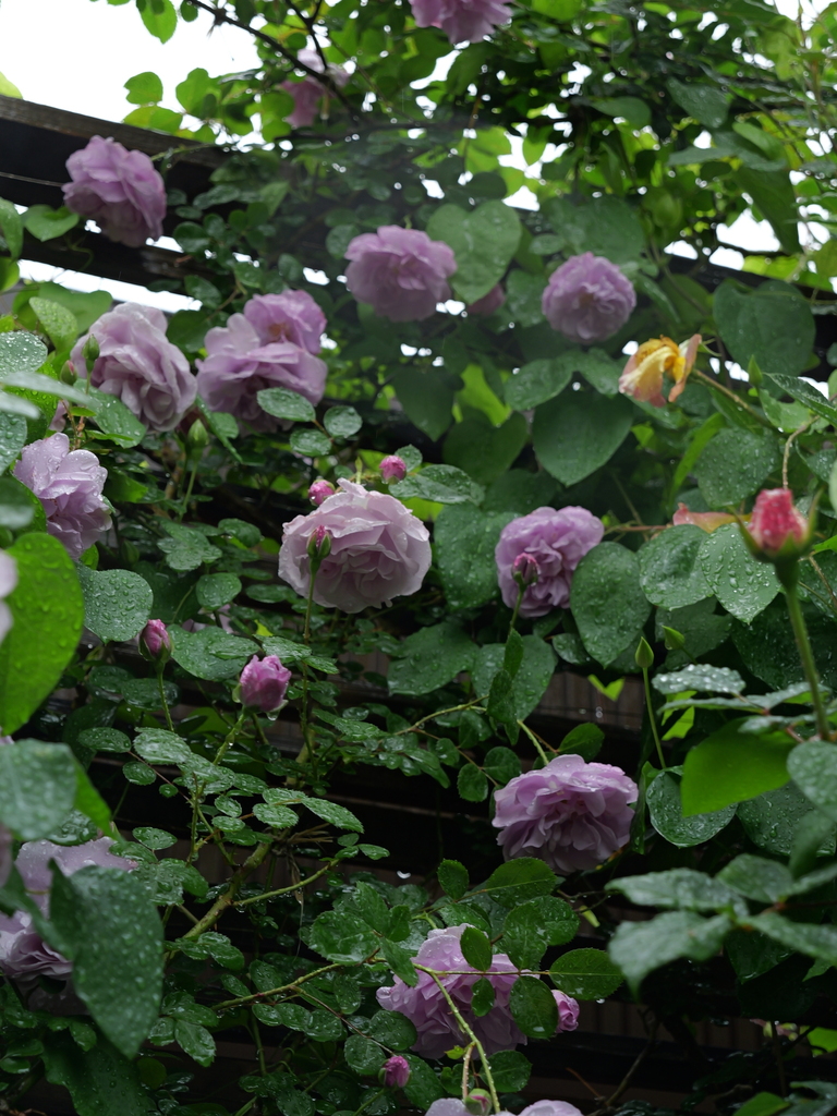 2025-05-10 09_00№(0228).JPG