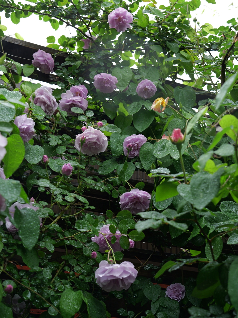 2025-05-10 09_00№(0229).JPG