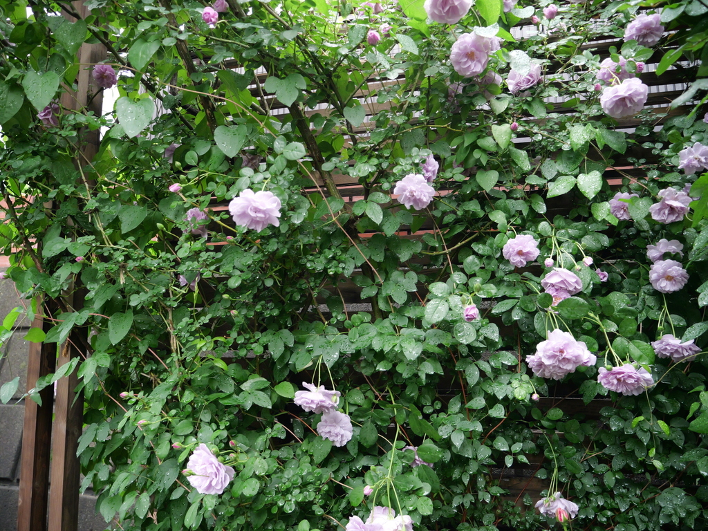 2025-05-10 13_40№(0298).JPG