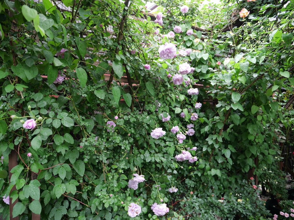 2025-05-10 13_40№(0300).JPG