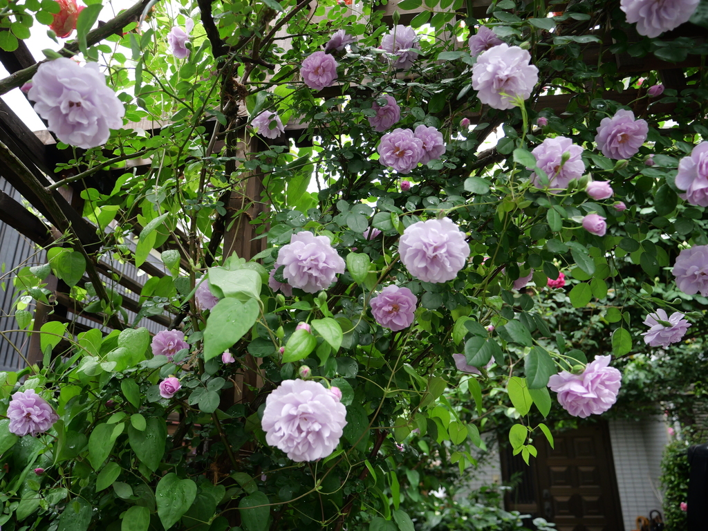 2025-05-10 13_41№(0303).JPG