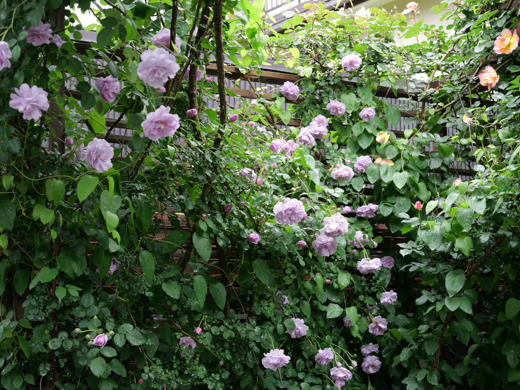 2025-05-10 13_42№(0307).JPG
