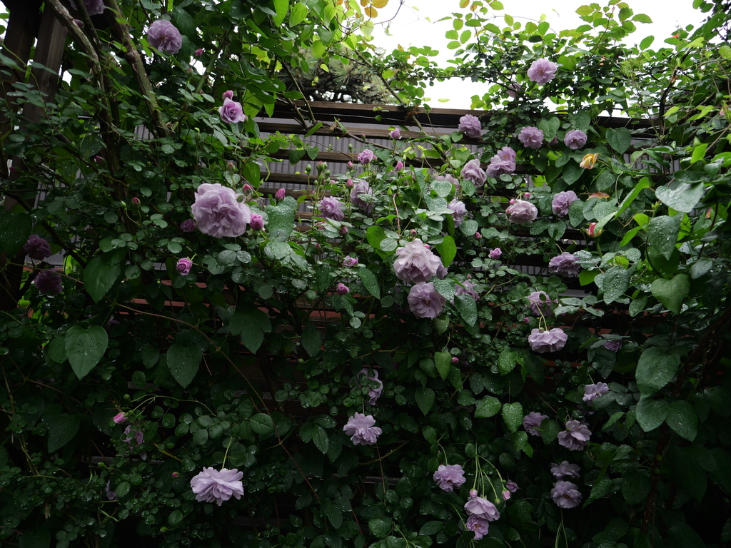 2025-05-10 13_49№(0329).JPG