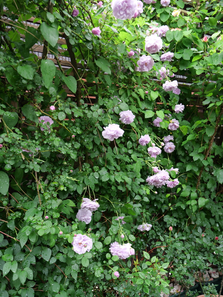 2025-05-10 14_05№(0524).JPG