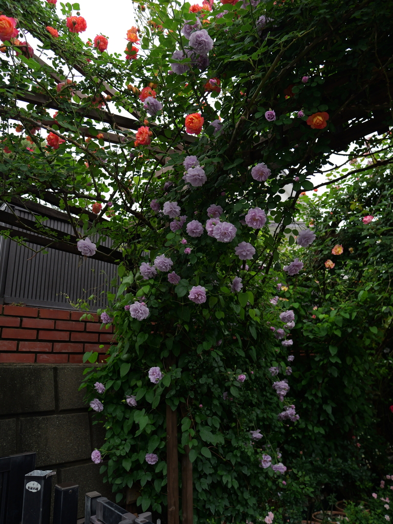 2025-05-10 14_32№(0653).JPG